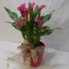 calla