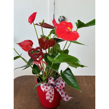anthurium_4_pouces