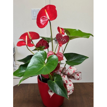 anthurium_6_pouces