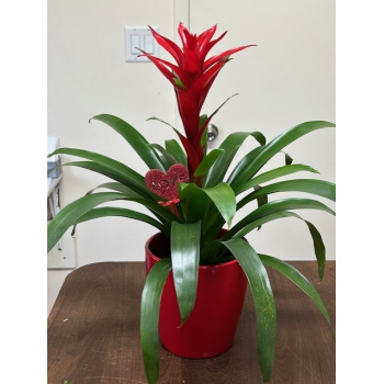 bromlia_guzmania
