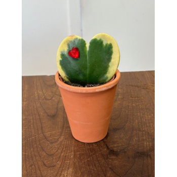 hoya_coeur