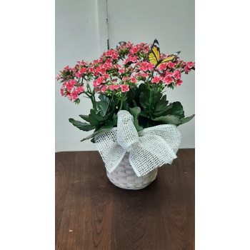 kalencho_rose