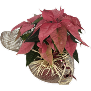 poinsettia_rose