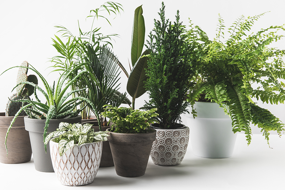 Plantes et encore plus...